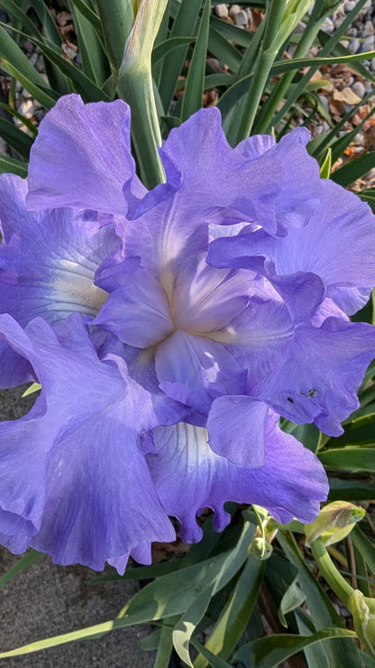 Flower Essence: Bearded Iris