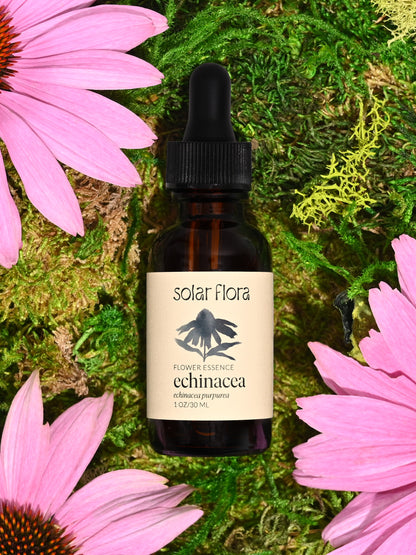 Flower Essence: Echinacea