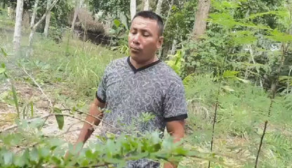 Ceremonial Plant Essence: Bobinsana