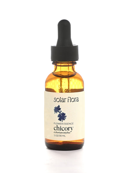 Flower Essence: Chicory | sf16 | sf16-AF