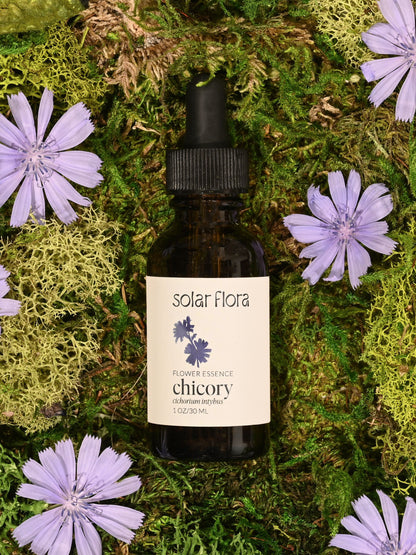 Flower Essence: Chicory