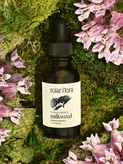 Flower Essence: Milkweed